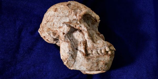 ERC Advanced Grant for Paleoanthropologist Gabriele Macho
 